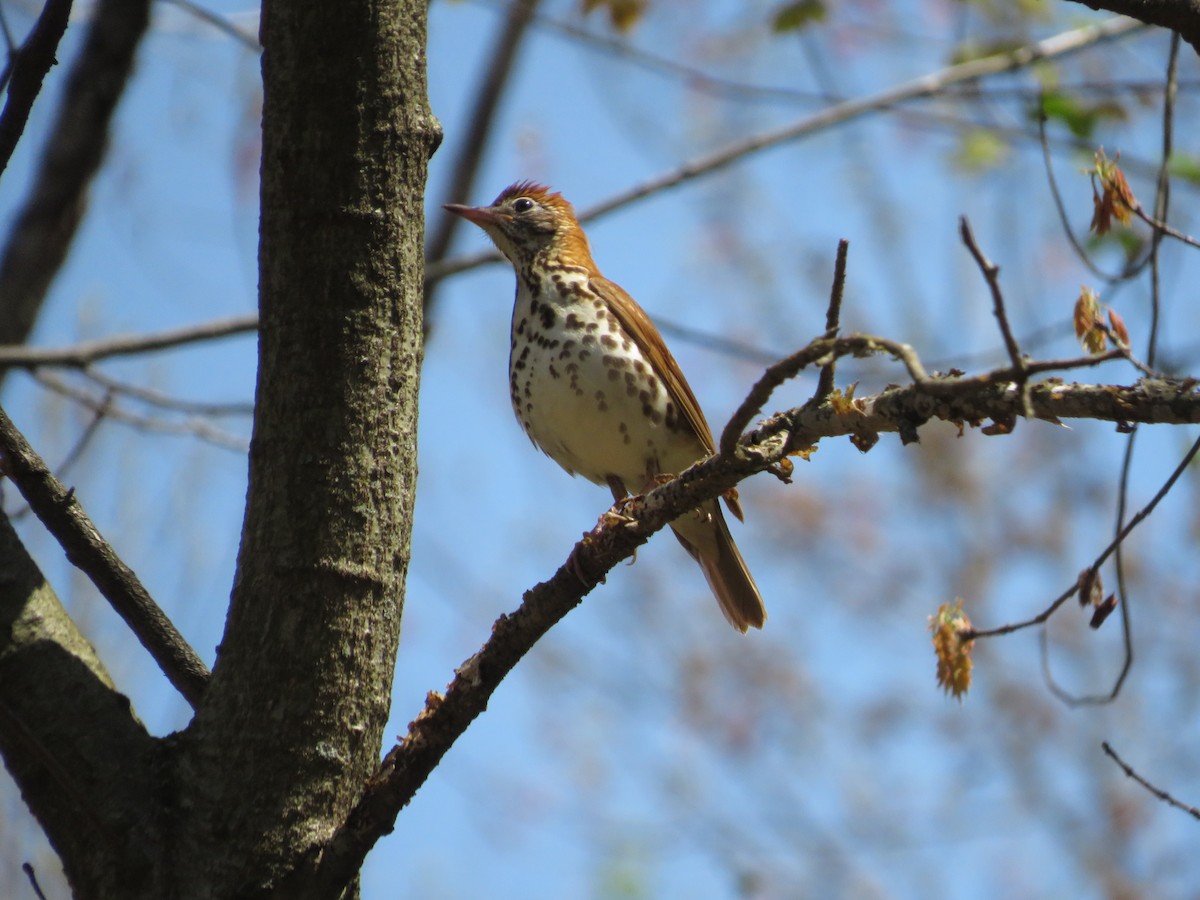 Wood Thrush - ML642892521