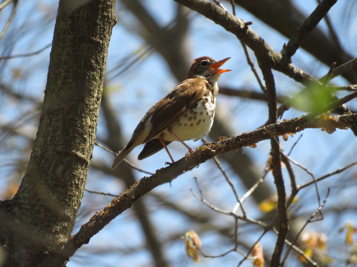 Wood Thrush - ML642892522