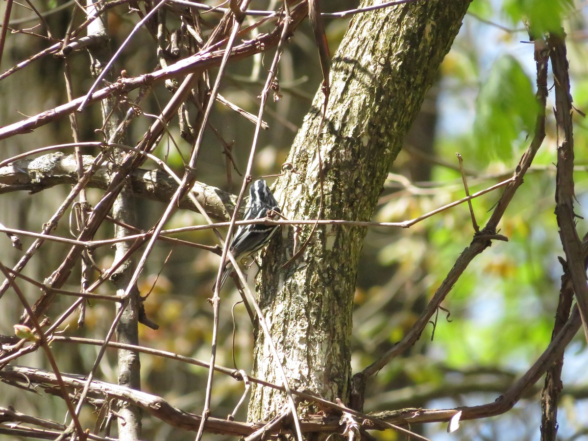 Black-and-white Warbler - ML642892528