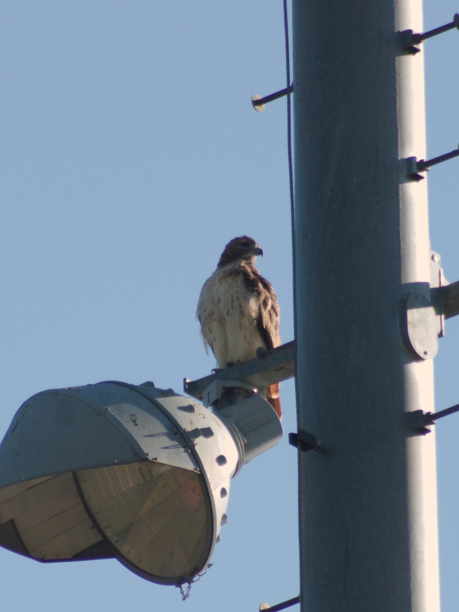 Red-tailed Hawk - ML642892542