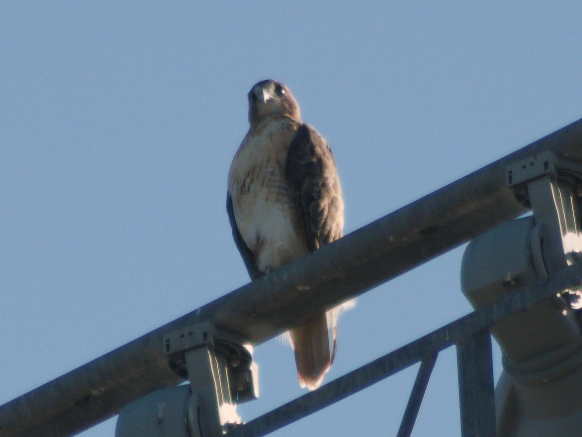 Red-tailed Hawk - ML642892543