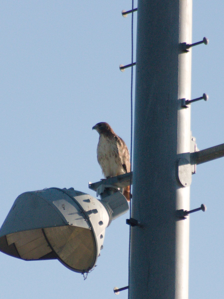Red-tailed Hawk - ML642892544