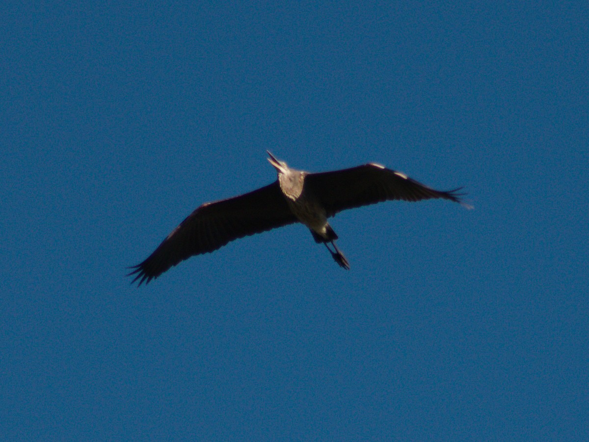 Great Blue Heron - ML642892546