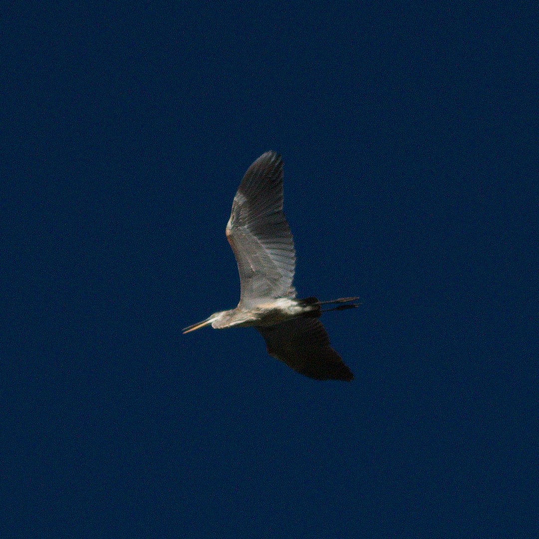 Great Blue Heron - ML642892548