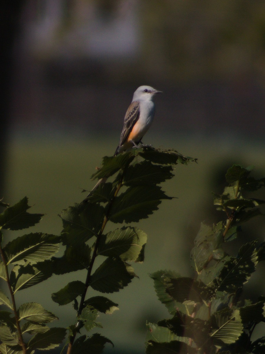 Scissor-tailed Flycatcher - ML642892560