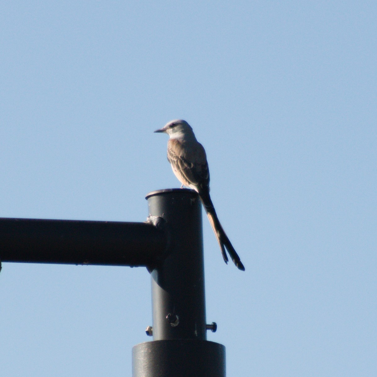 Scissor-tailed Flycatcher - ML642892561