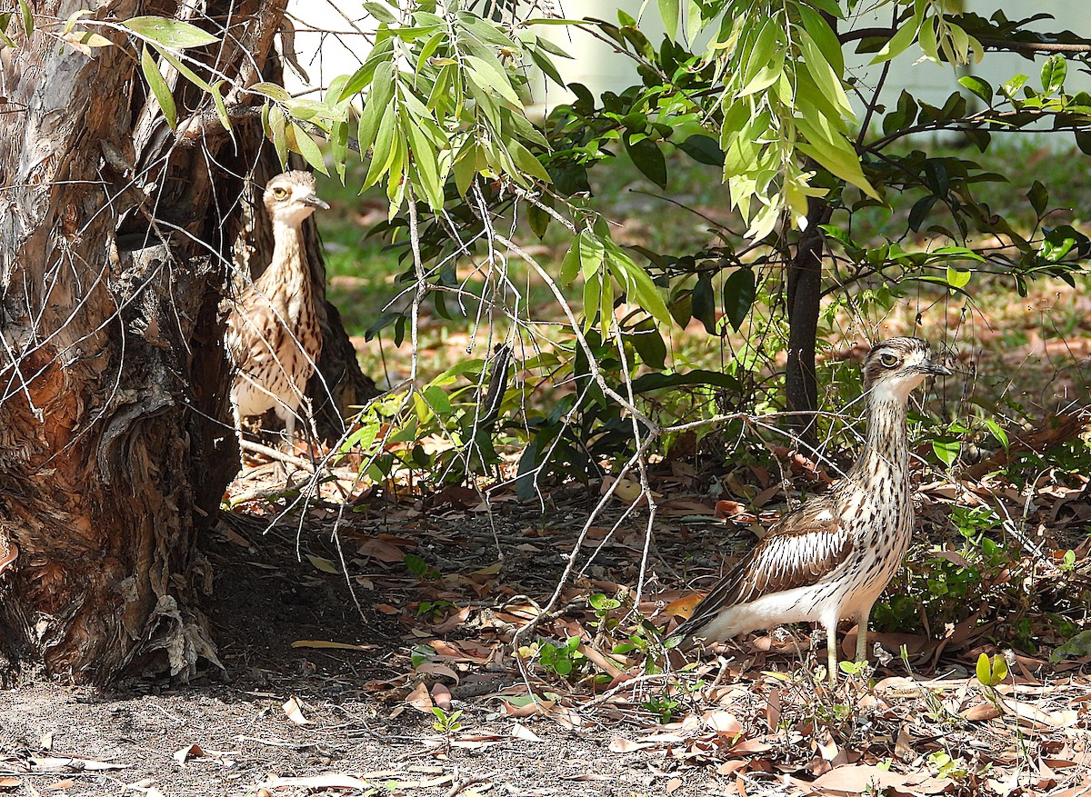 Bush Thick-knee - ML642892565