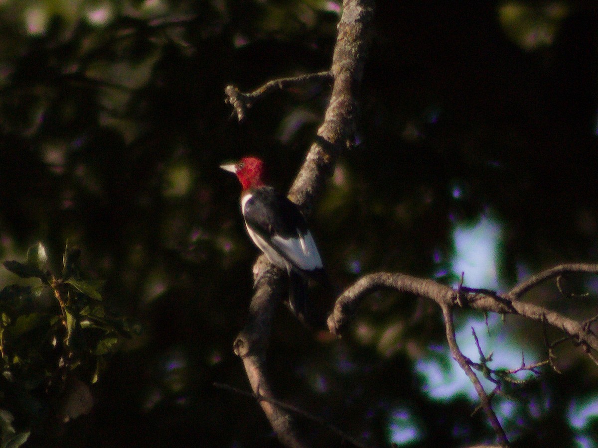 Red-headed Woodpecker - ML642892566