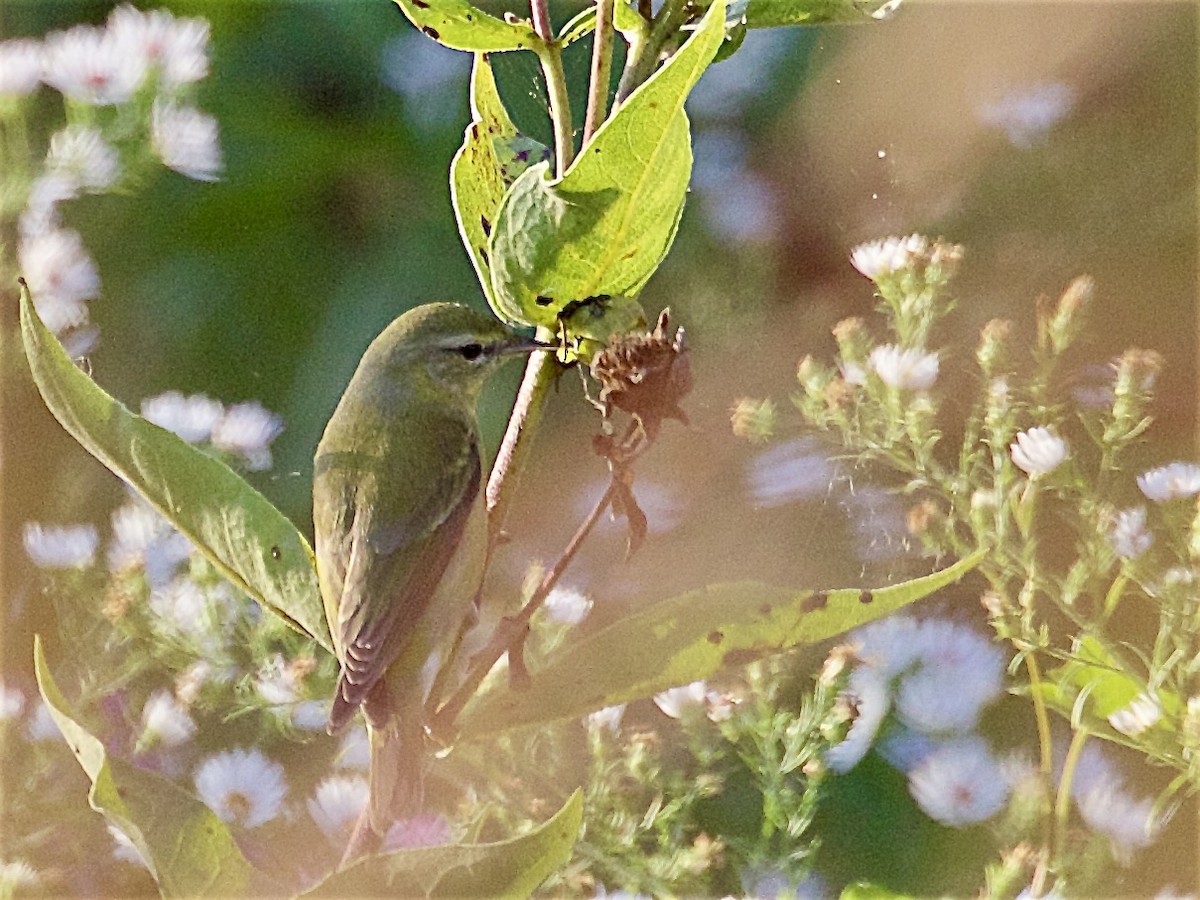 Tennessee Warbler - ML642892568