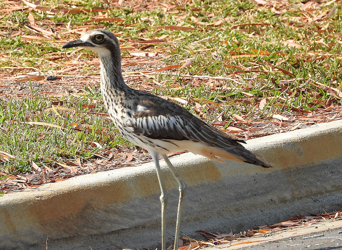 Bush Thick-knee - ML642892570