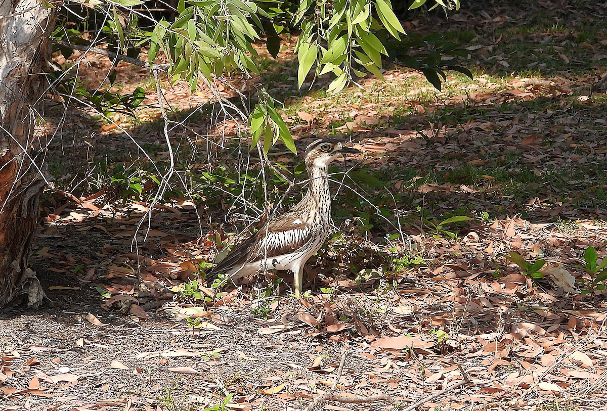 Bush Thick-knee - ML642892573