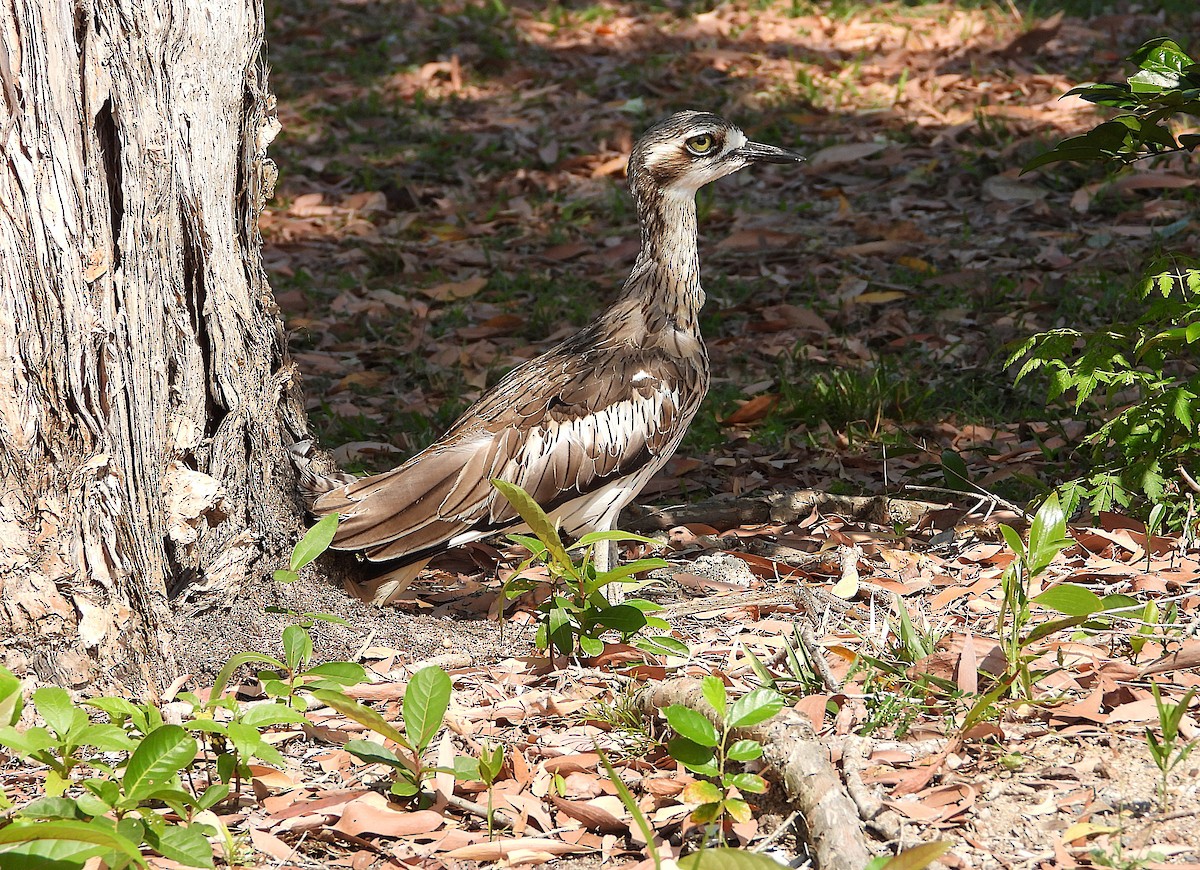 Bush Thick-knee - ML642892581