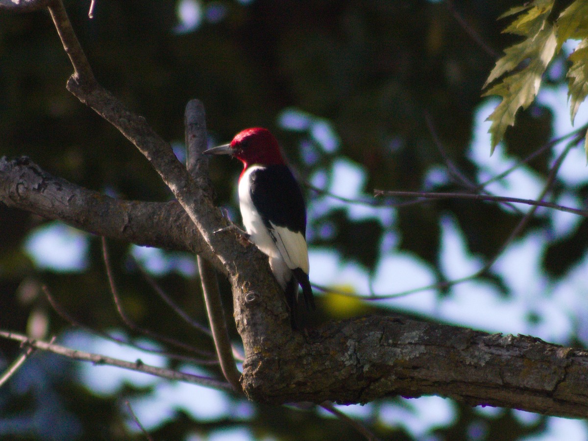 Red-headed Woodpecker - ML642892582