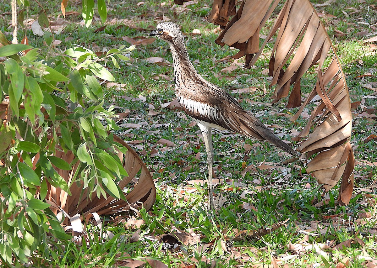Bush Thick-knee - ML642892583