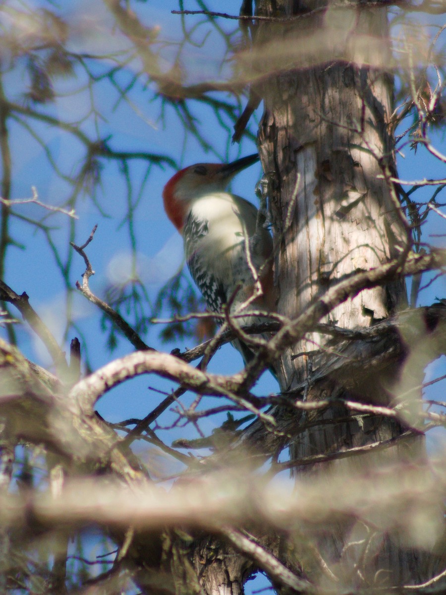 Red-bellied Woodpecker - ML642892585