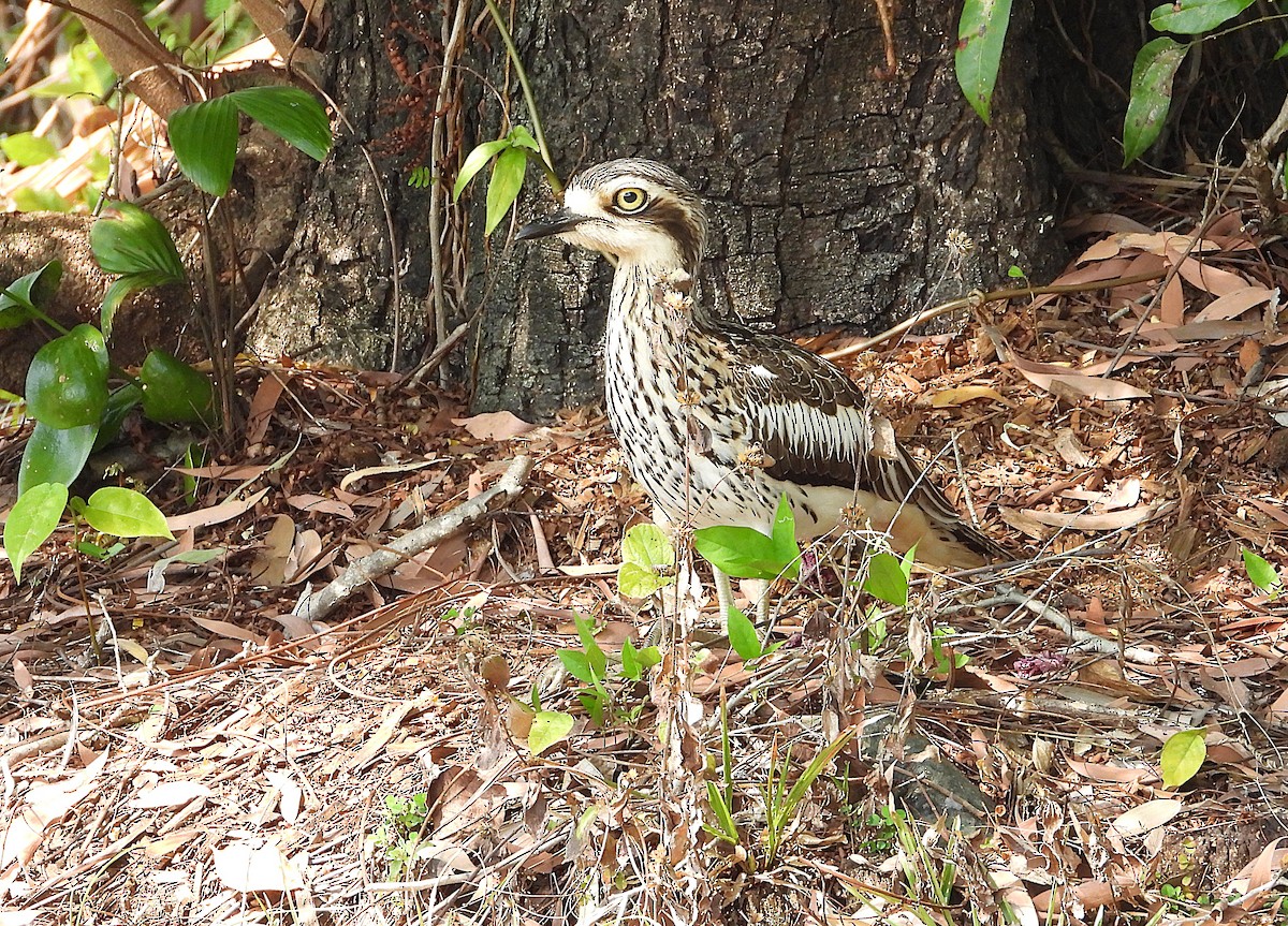 Bush Thick-knee - ML642892586