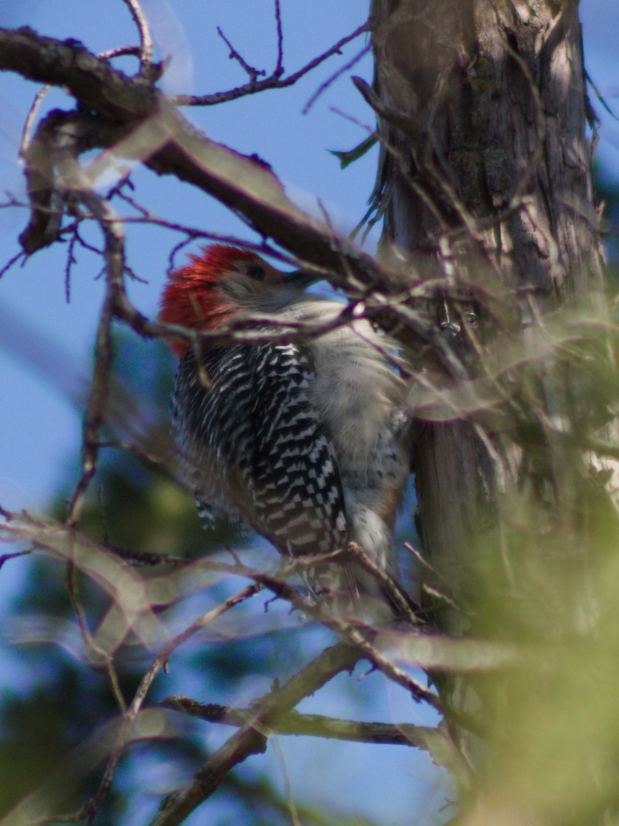 Red-bellied Woodpecker - ML642892587