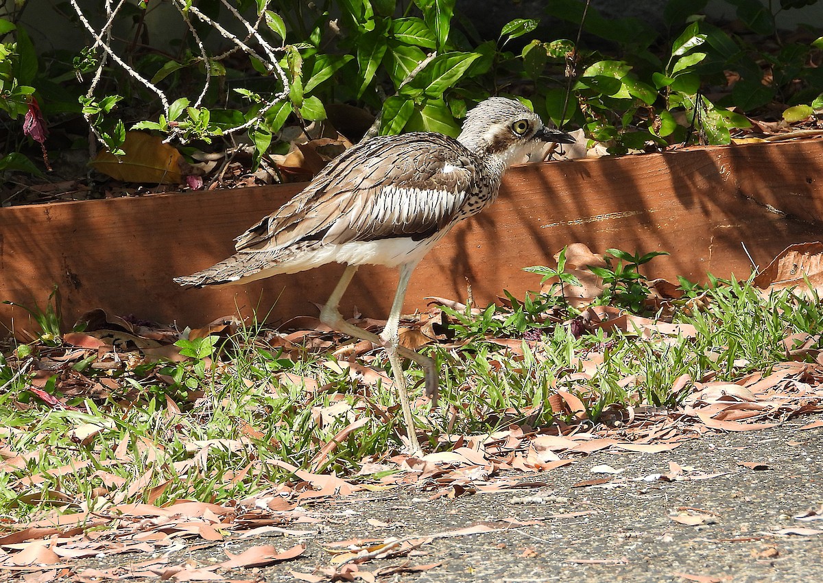 Bush Thick-knee - ML642892588