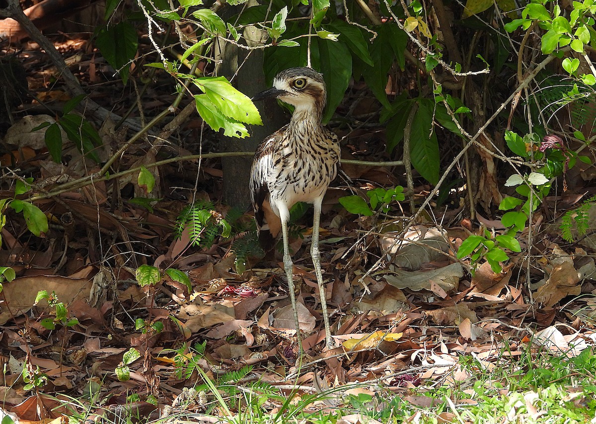 Bush Thick-knee - ML642892590