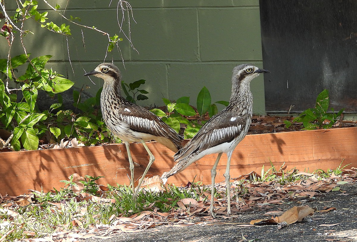 Bush Thick-knee - ML642892591