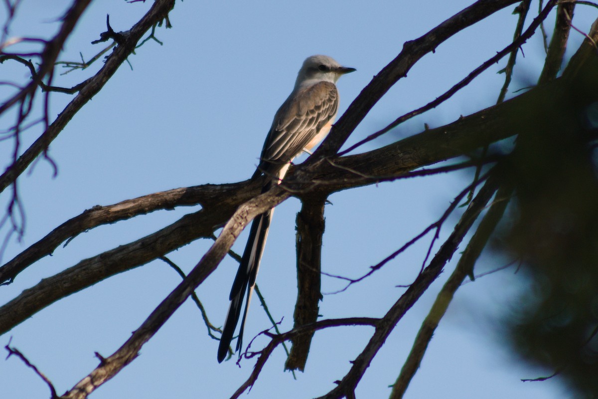 Scissor-tailed Flycatcher - ML642892592