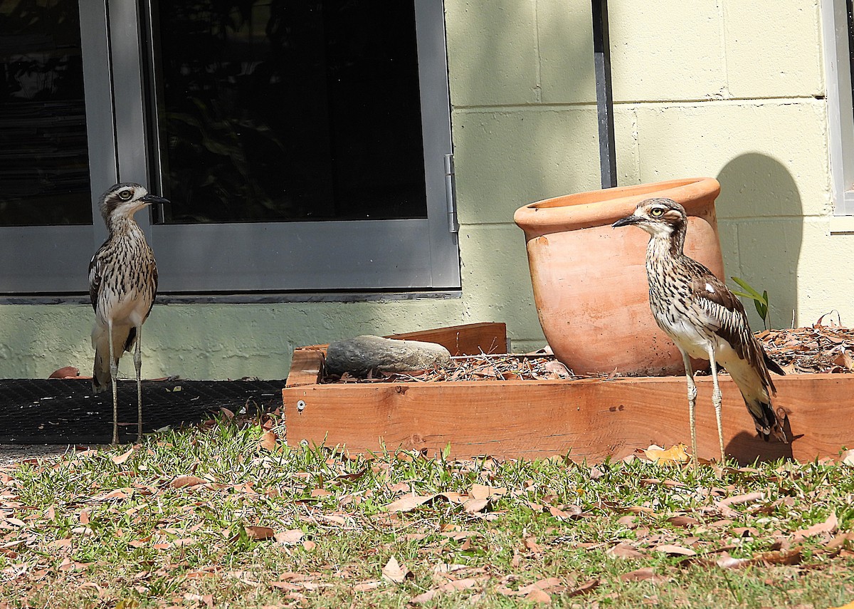 Bush Thick-knee - ML642892593