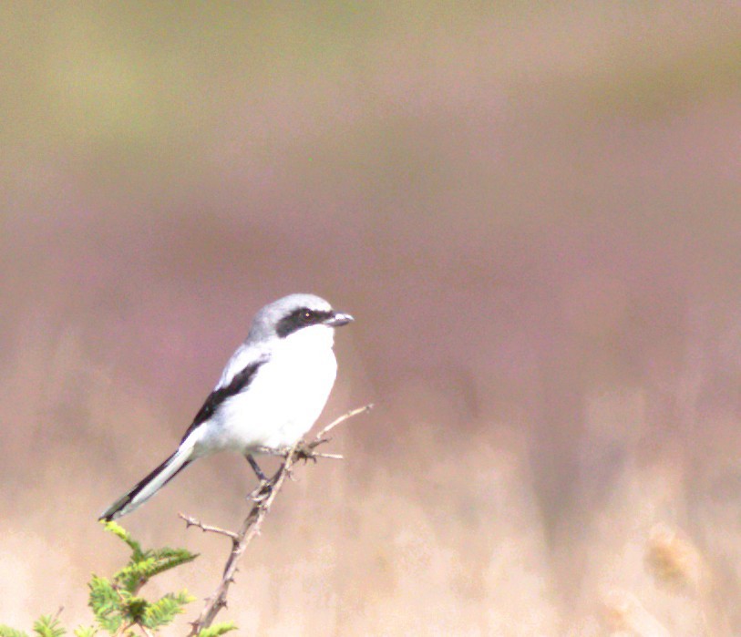 Loggerhead Shrike - ML642892597