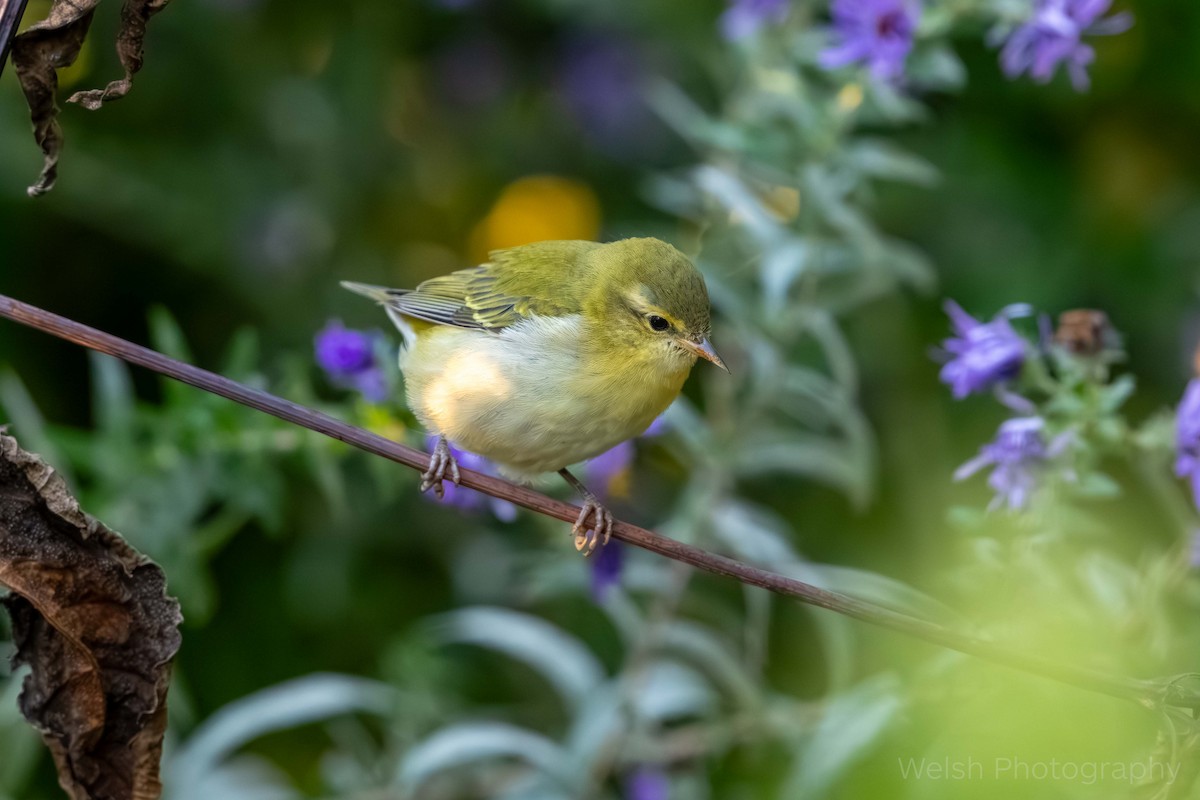 Tennessee Warbler - ML642892601