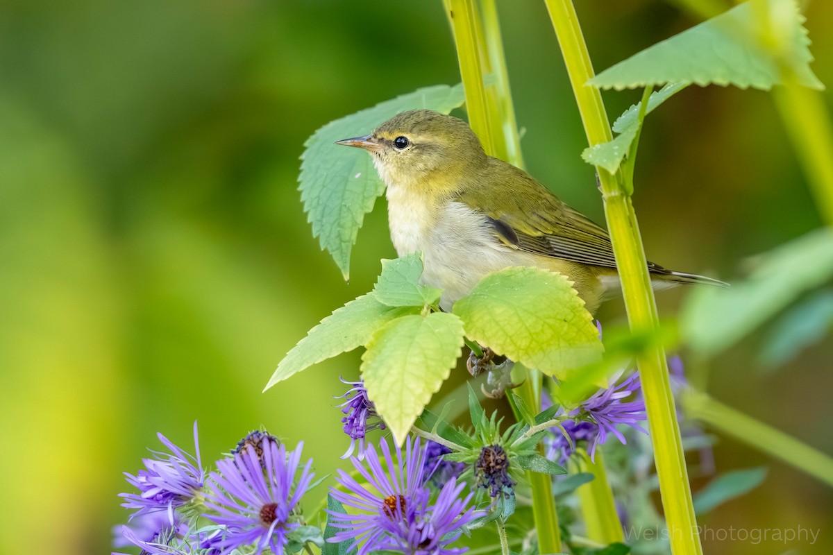 Tennessee Warbler - ML642892602