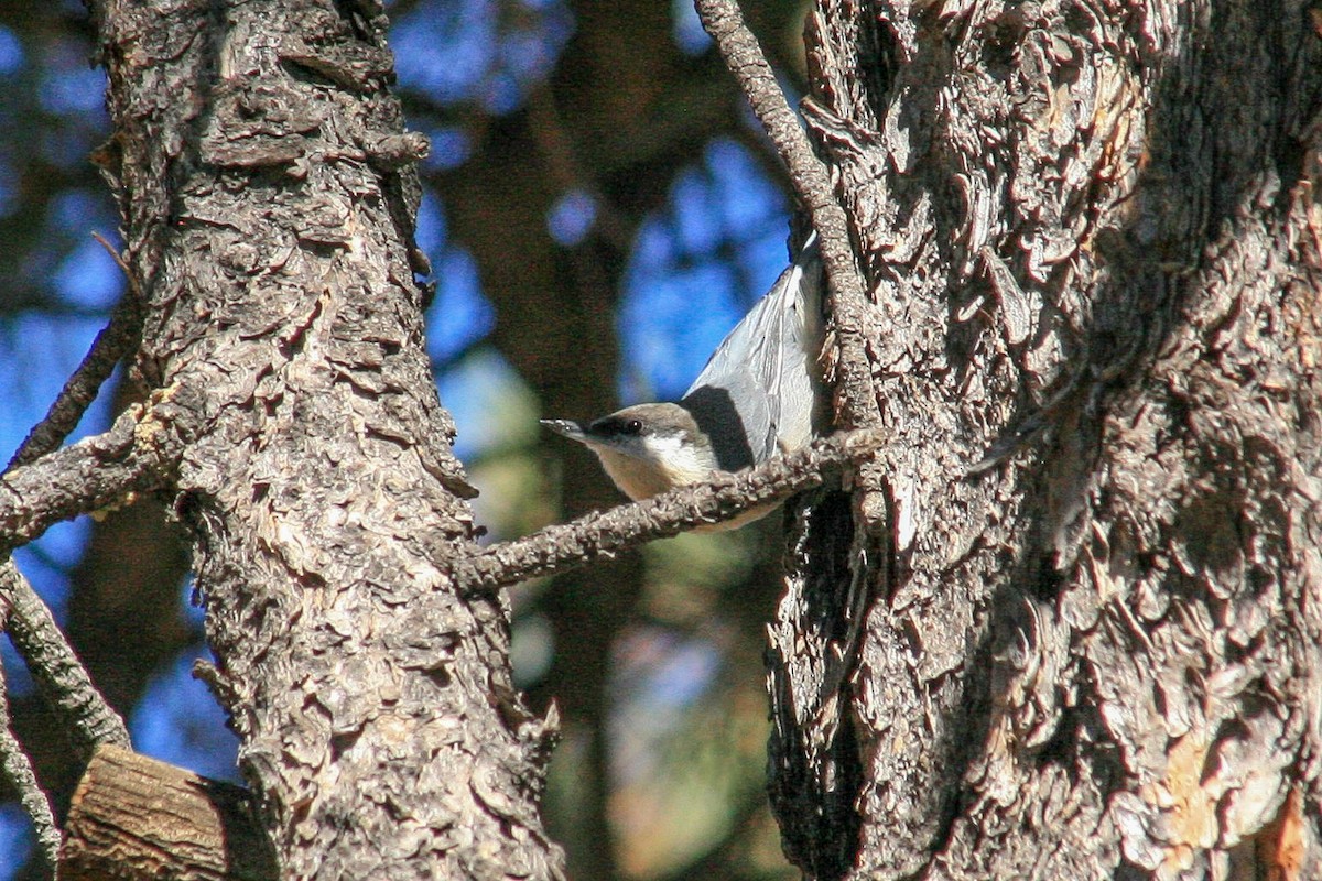 Pygmy Nuthatch - ML642892613