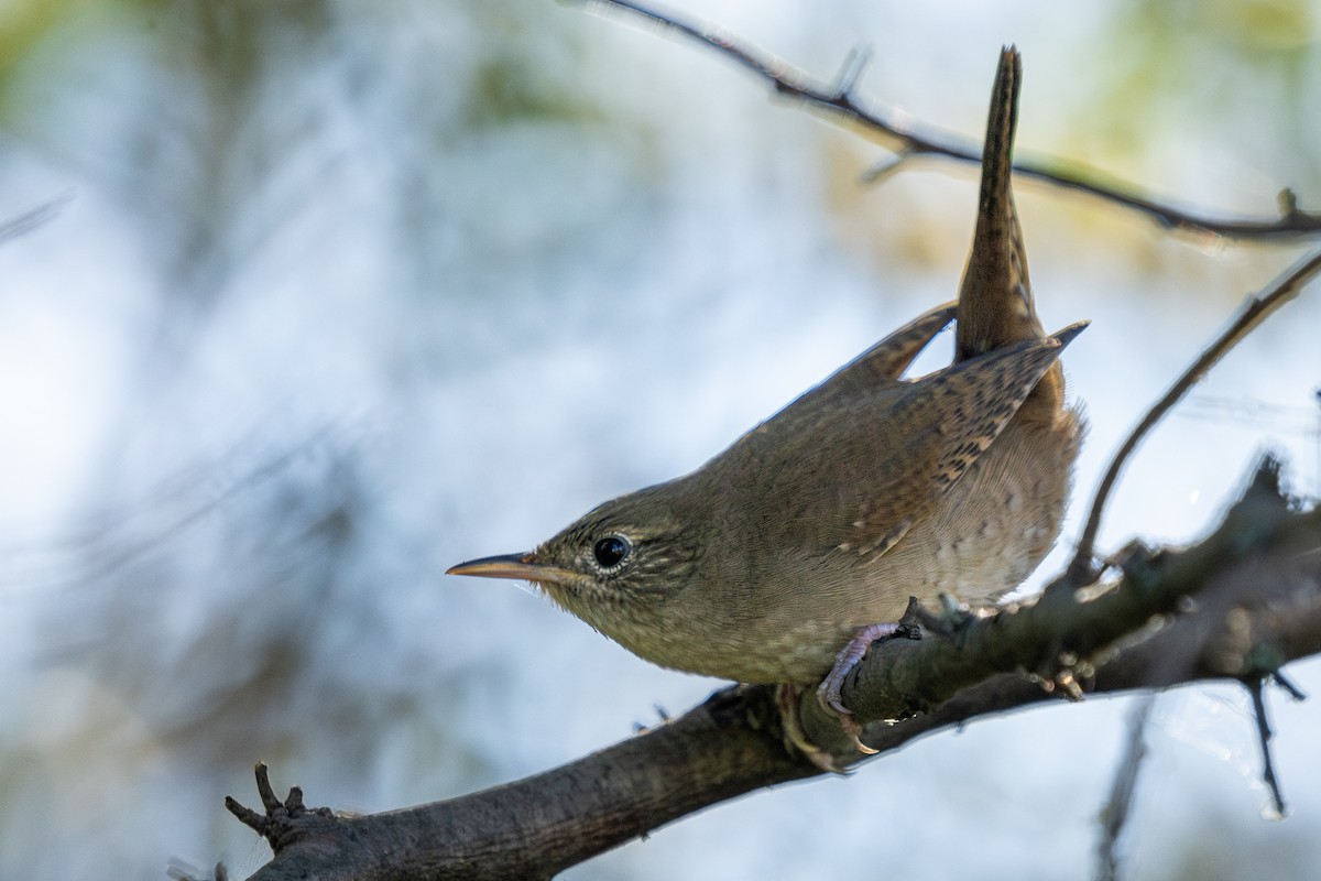 Northern House Wren - ML642892614