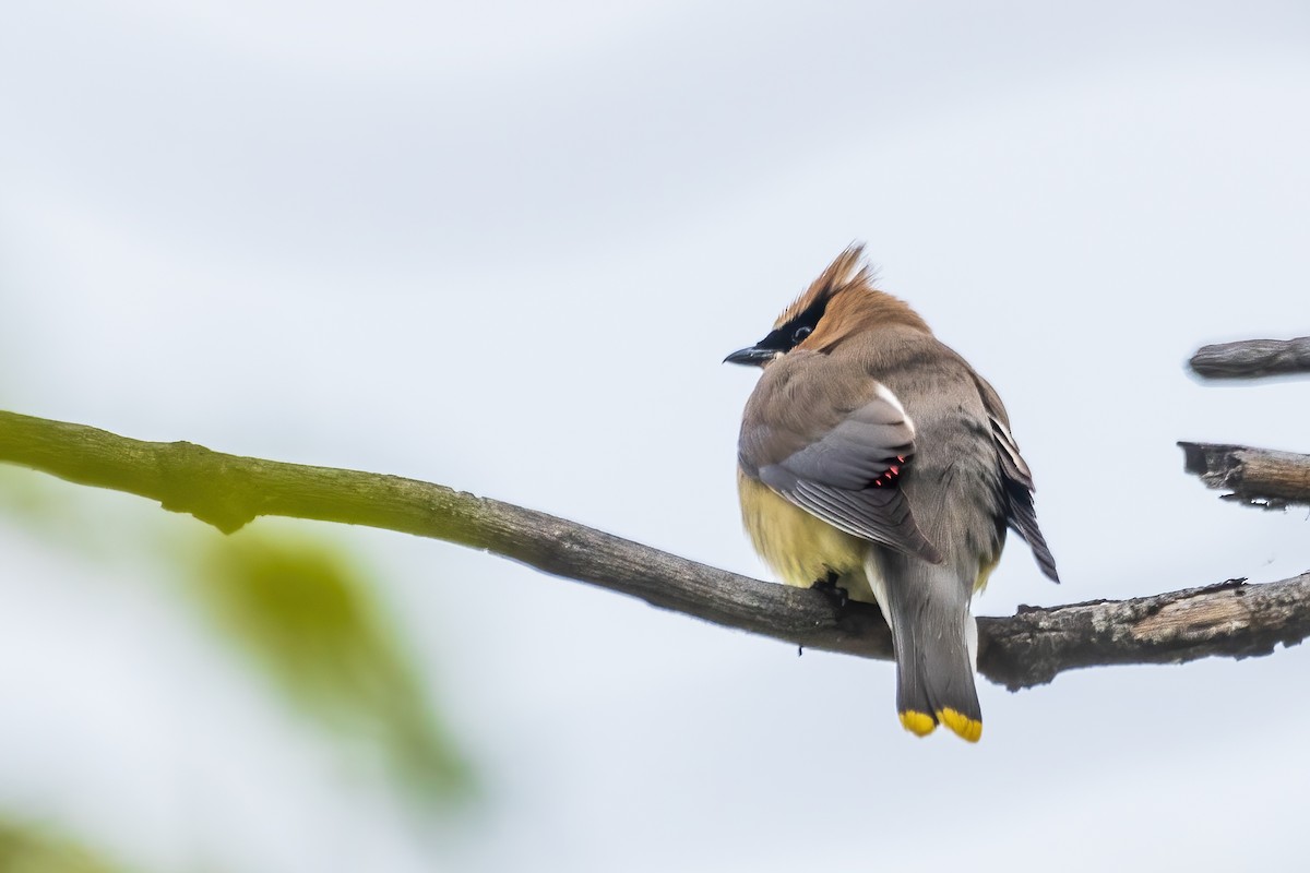 Cedar Waxwing - ML642892615