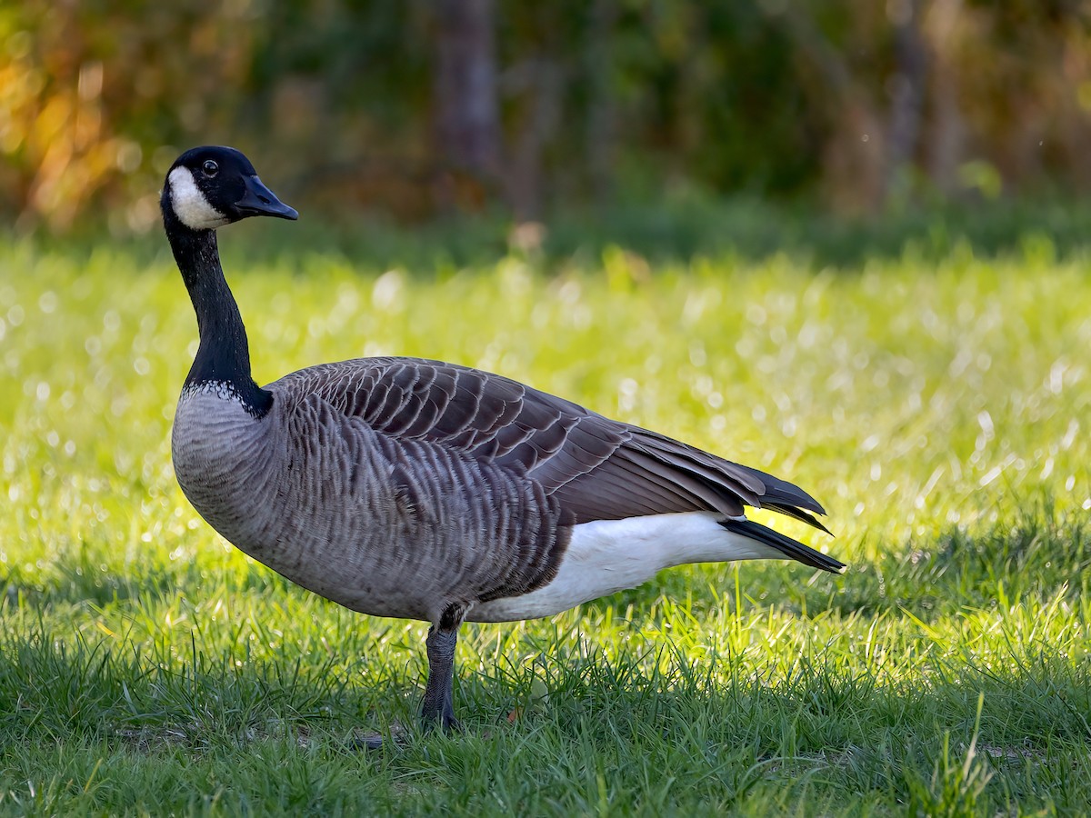 Canada Goose - ML642892616