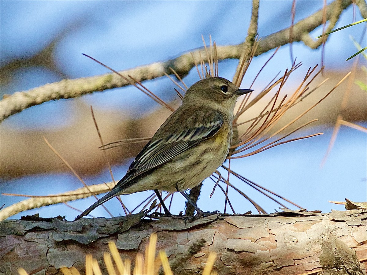 Yellow-rumped Warbler - ML642892618