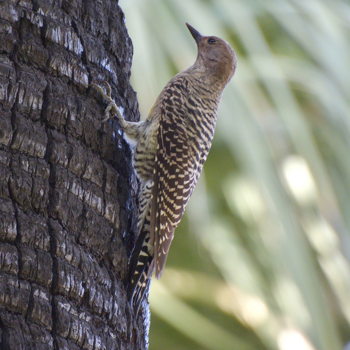 Williamson's Sapsucker - ML642892619