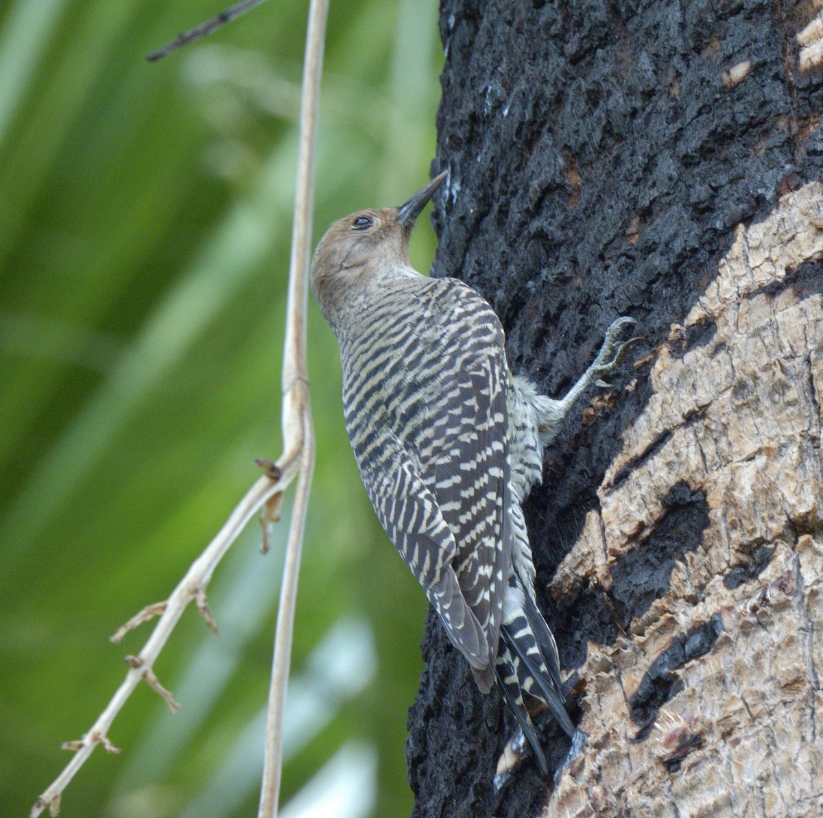 Williamson's Sapsucker - ML642892620
