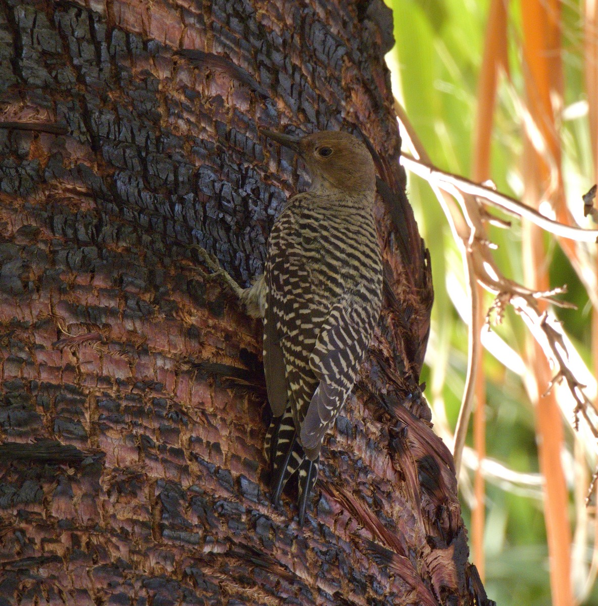 Williamson's Sapsucker - ML642892622