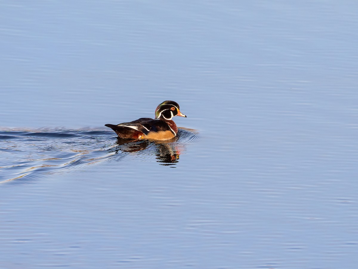 Wood Duck - ML642892623