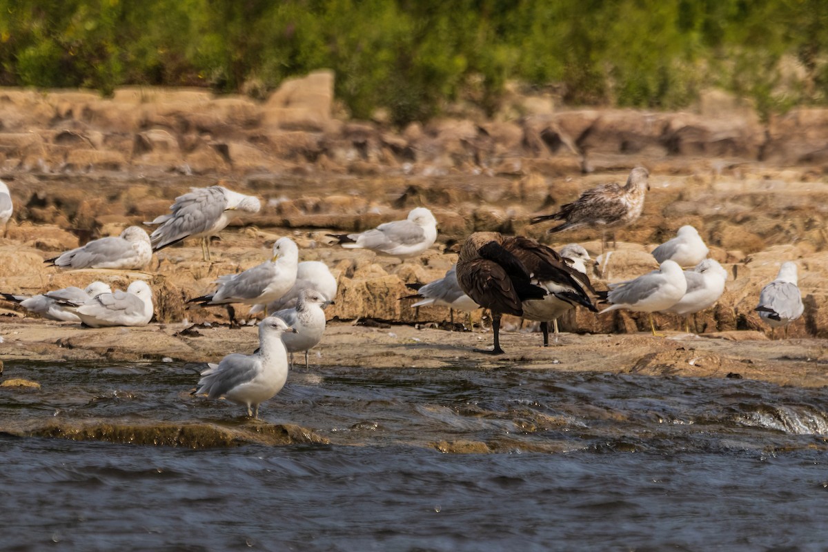 Ring-billed Gull - ML642892624