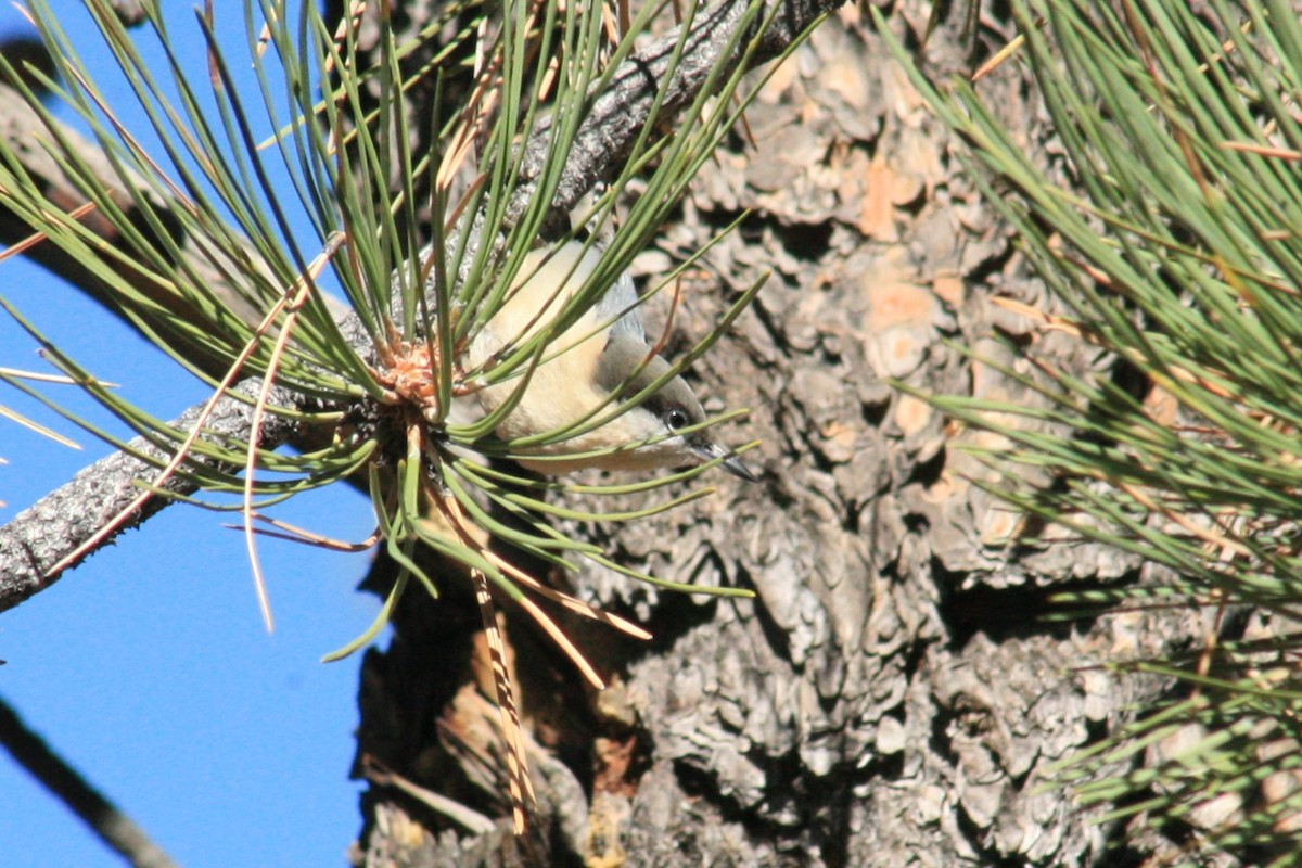 Pygmy Nuthatch - ML642892627