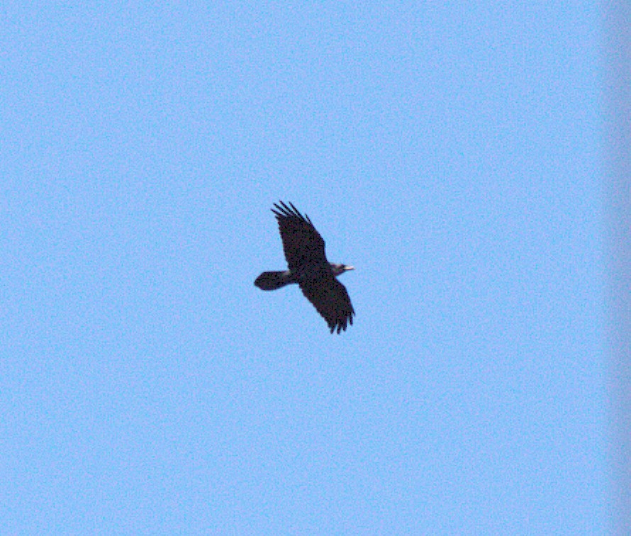 ravn - ML642892630