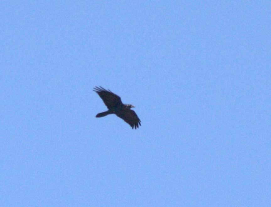 ravn - ML642892631