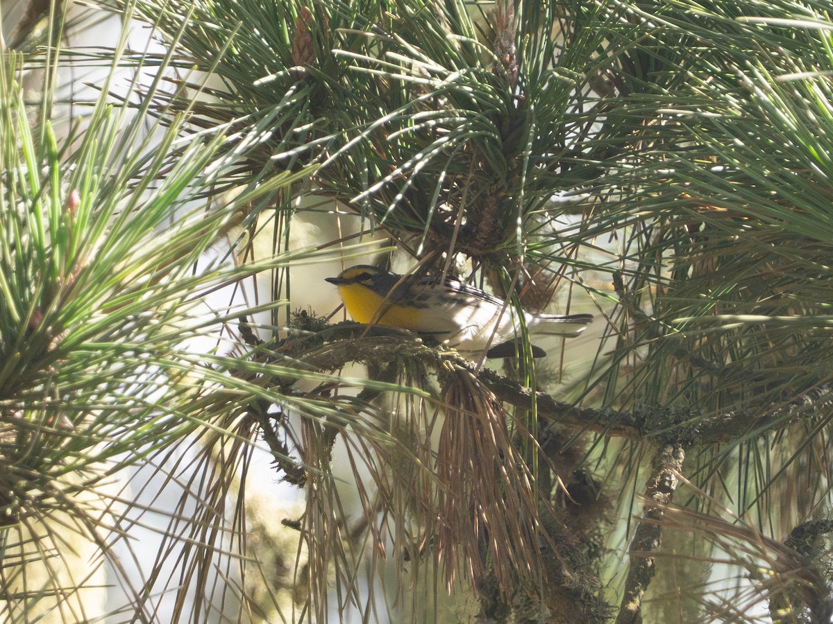Grace's Warbler - ML642892639