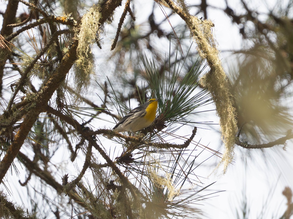 Grace's Warbler - ML642892640