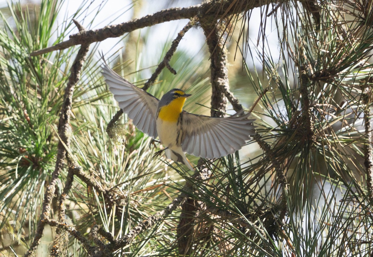 Grace's Warbler - ML642892641