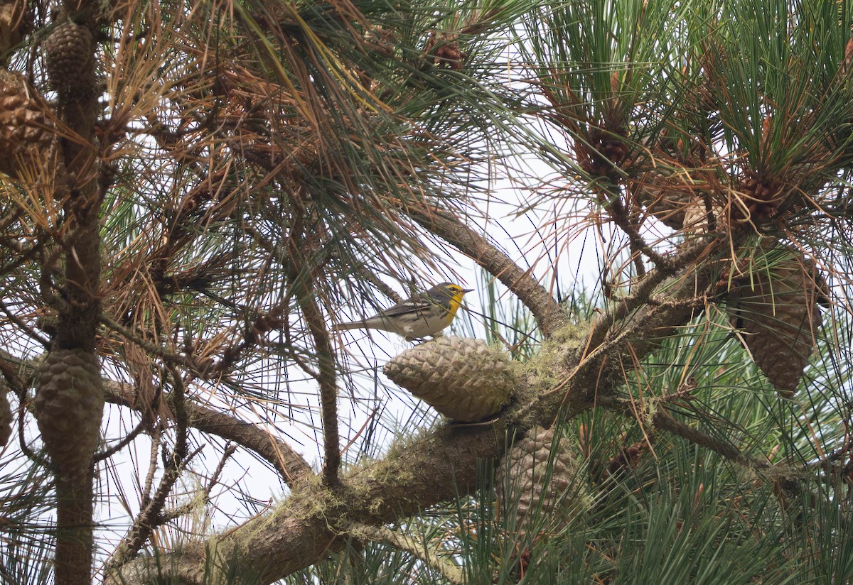 Grace's Warbler - ML642892642