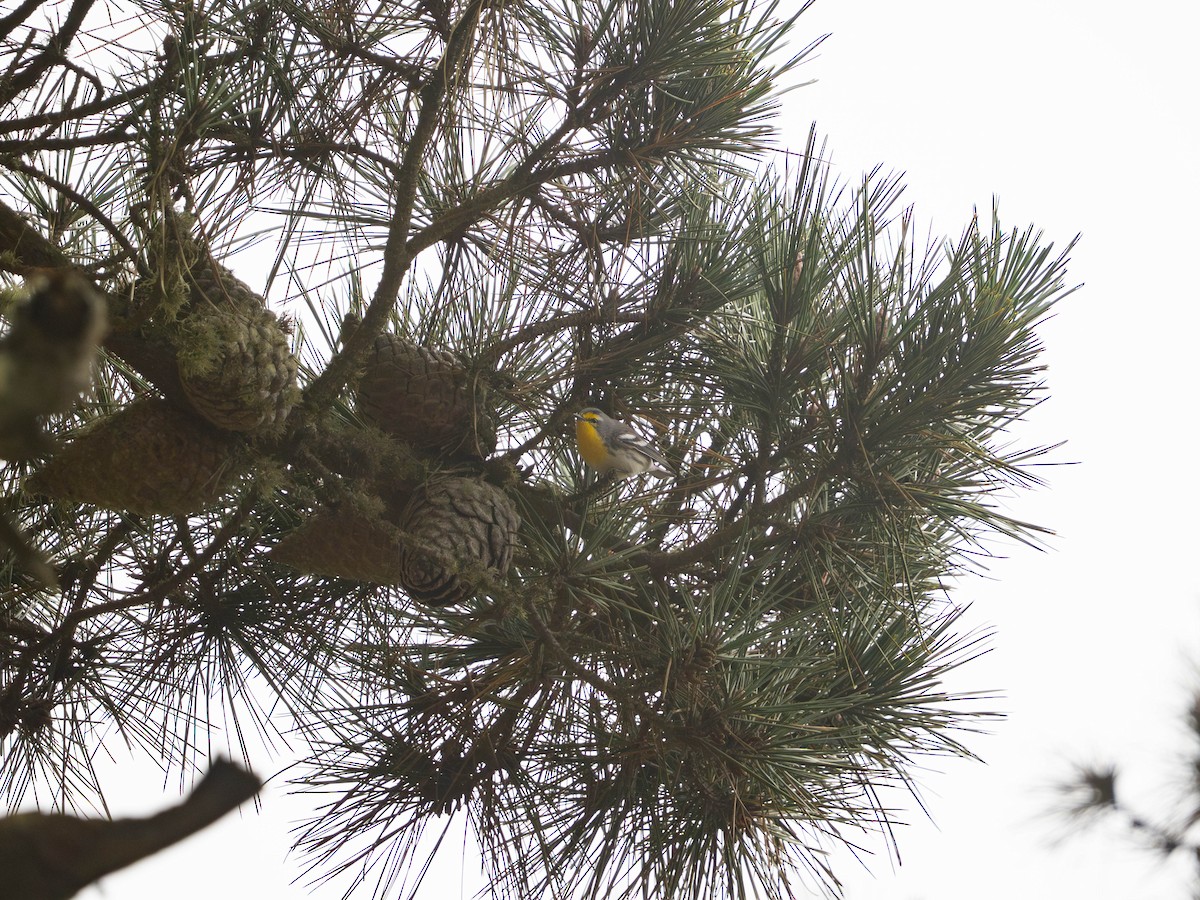 Grace's Warbler - ML642892643