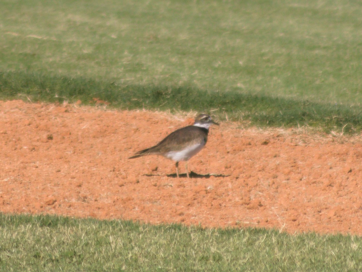 Killdeer - ML642892646