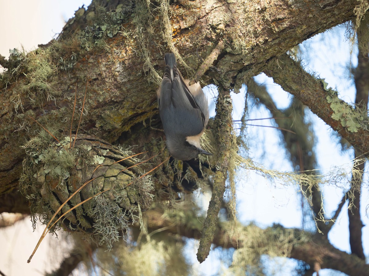 Pygmy Nuthatch - ML642892653