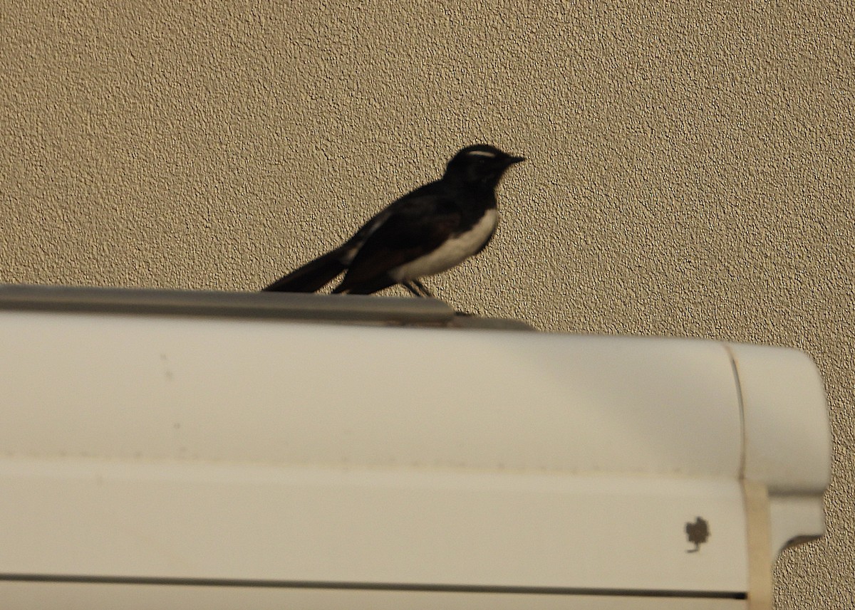 Willie-wagtail - ML642892662
